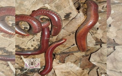 RED DEVIL MILLIPEDE / RED DEVIL MILIPEDE / MILLIPEDE RED DEVIL